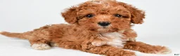 Maltipoo dogs for sale: Sammy - Ad 12