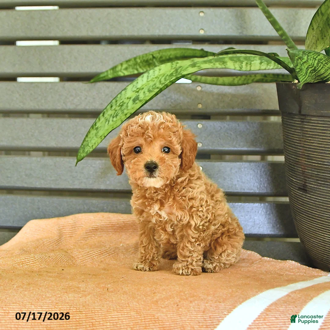Miniature Poodle dogs for sale: Curtis - Ad 2
