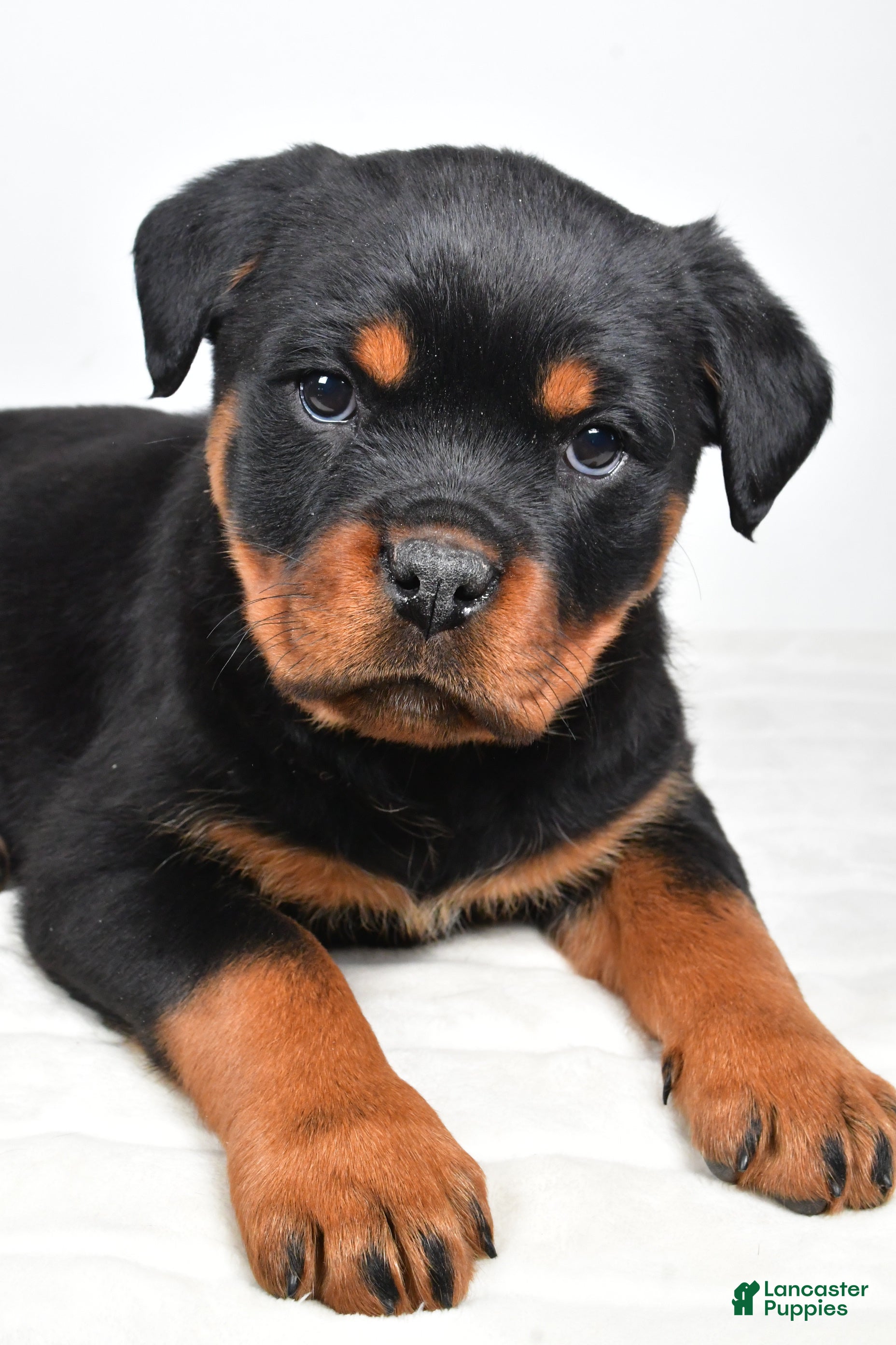 Rottweiler dogs Polly - Ad 2