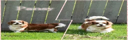 Cavalier King Charles Spaniel dogs for sale: Bronx - Ad 6