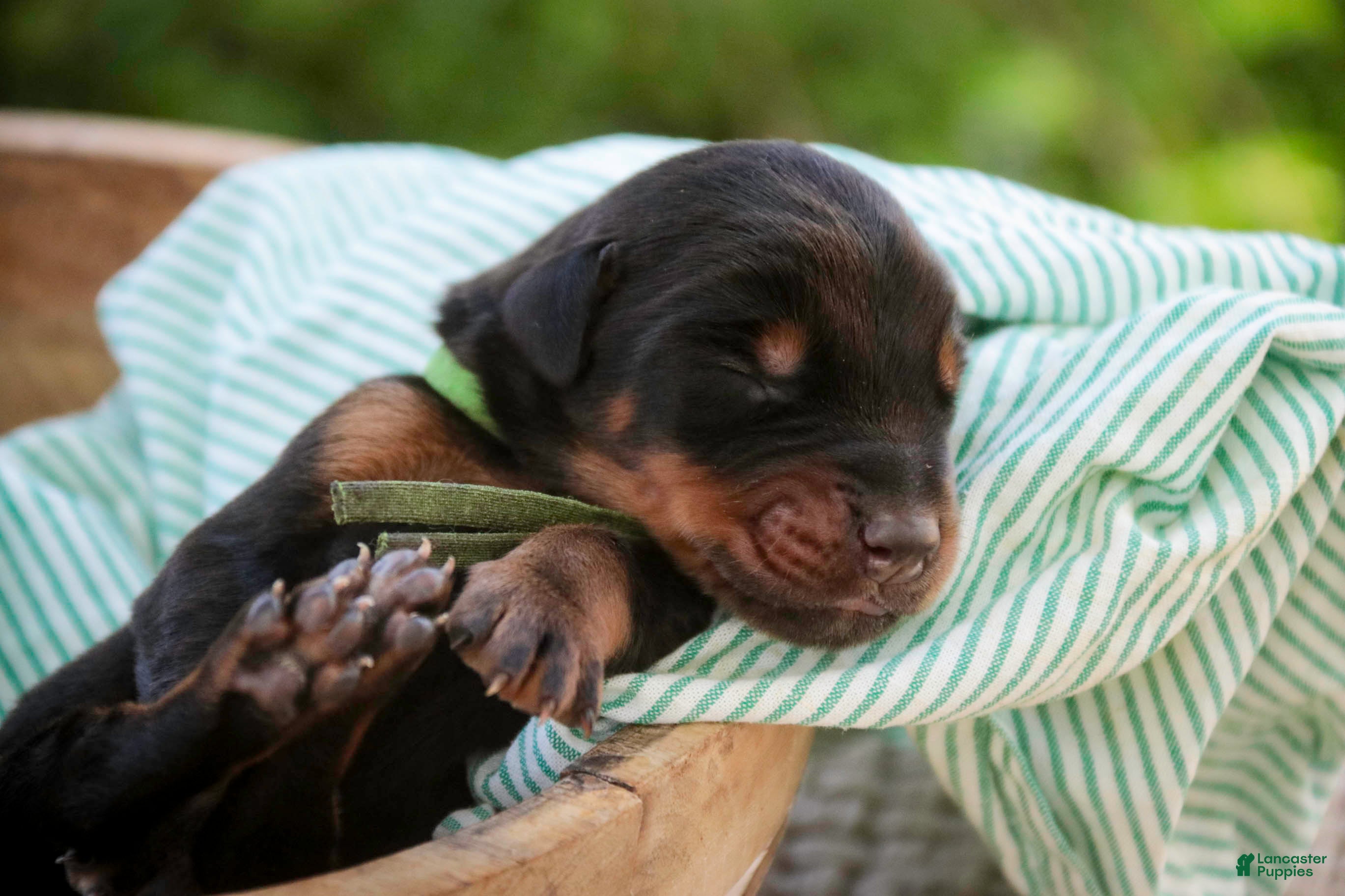 Doberman Pinscher dogs Griffin - Ad 1