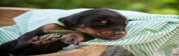 Doberman Pinscher dogs for sale: Griffin - Ad 1