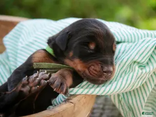 Doberman Pinscher dogs for sale: Griffin - Ad 2