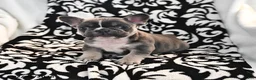 French Bulldog dogs for sale: Flower - Ad 3