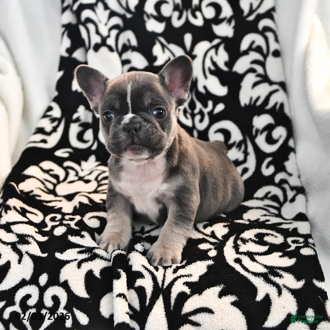 French Bulldog dogs for sale: Flower - Ad 3