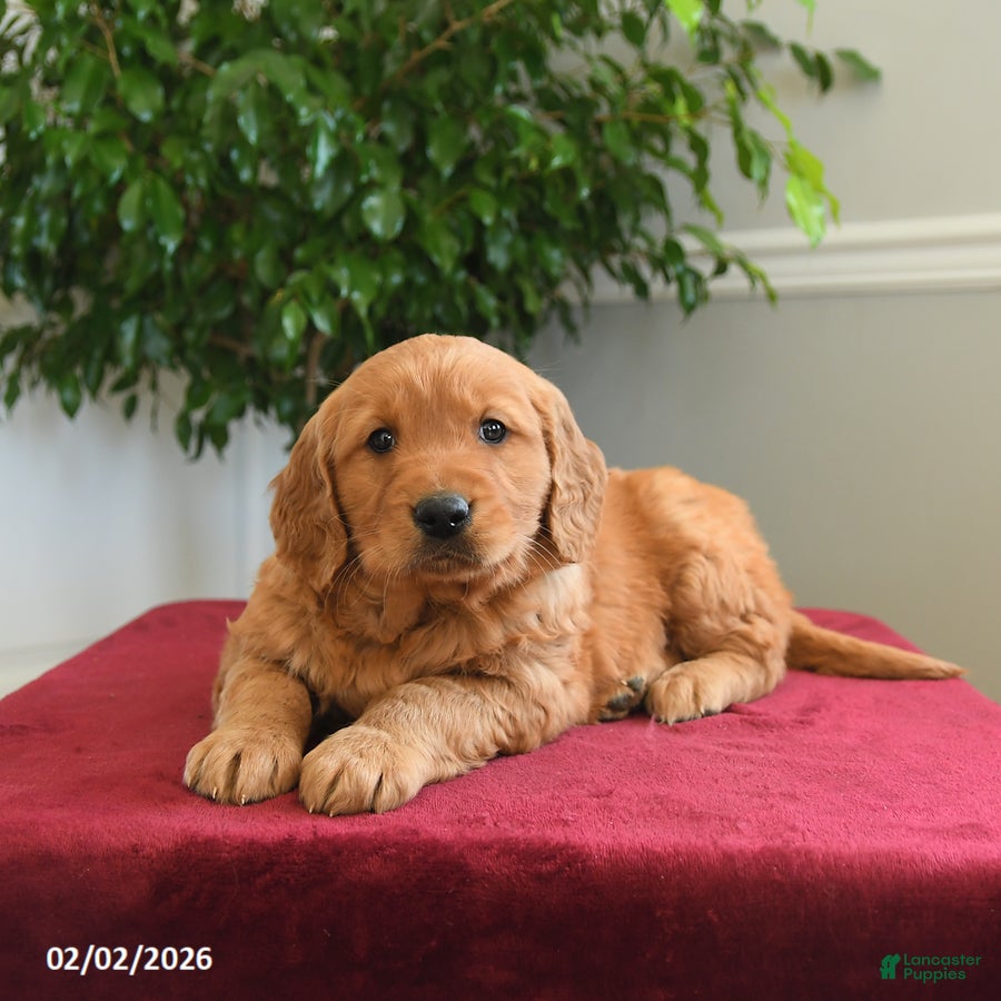 Golden Retriever dogs Starburst - Ad 2