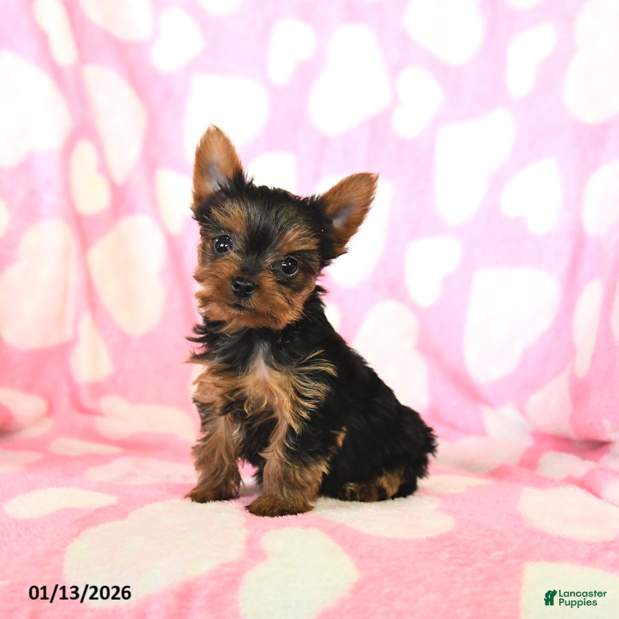 Yorkshire Terrier dogs Tiny - Ad 33