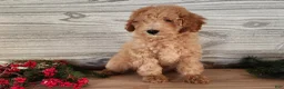 Mini Goldendoodle dogs for sale: Indy - Ad 5