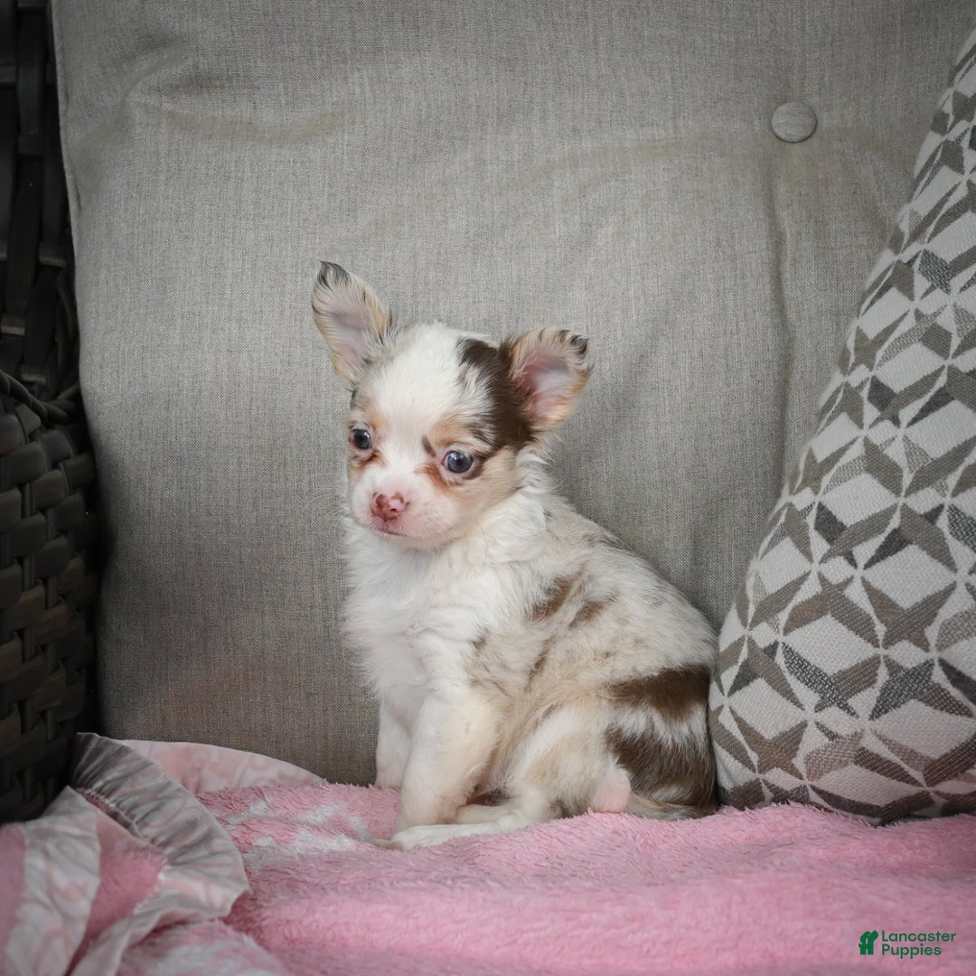 Chihuahua dogs for sale: Winnie - Ad 11