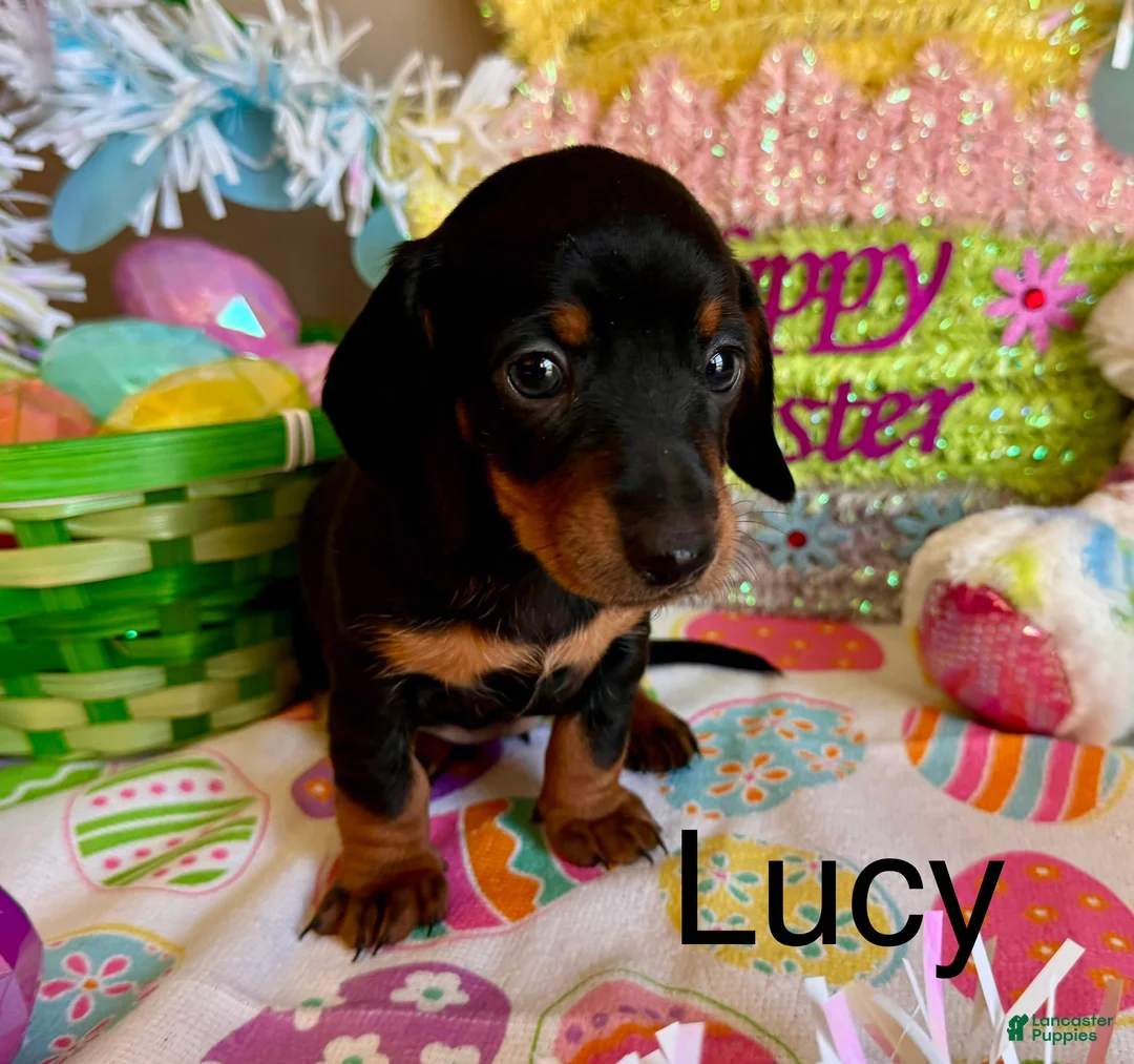 Miniature Dachshund dogs for sale: Lucy - Ad 1