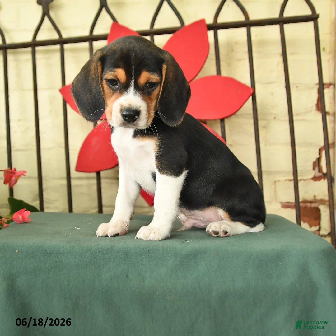 Beagle dogs for sale: Sherlock - Ad 1