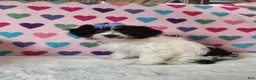 Yorkiepoo dogs for sale: Celestia Joy - Ad 4