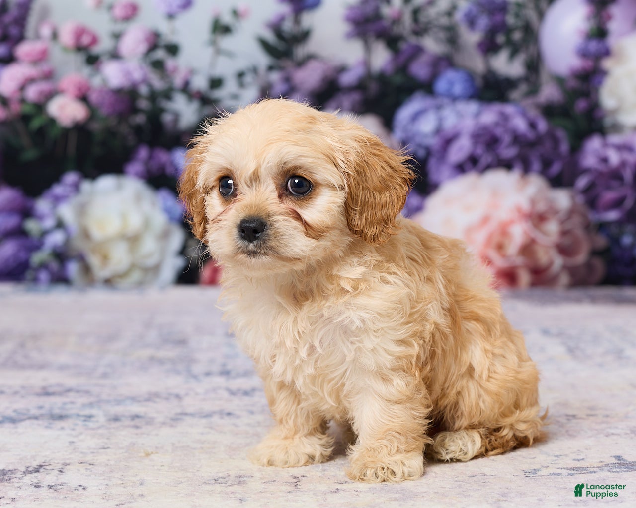 Cavachon dogs Abby - Ad 2
