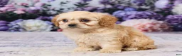 Cavachon dogs for sale: Abby - Ad 2