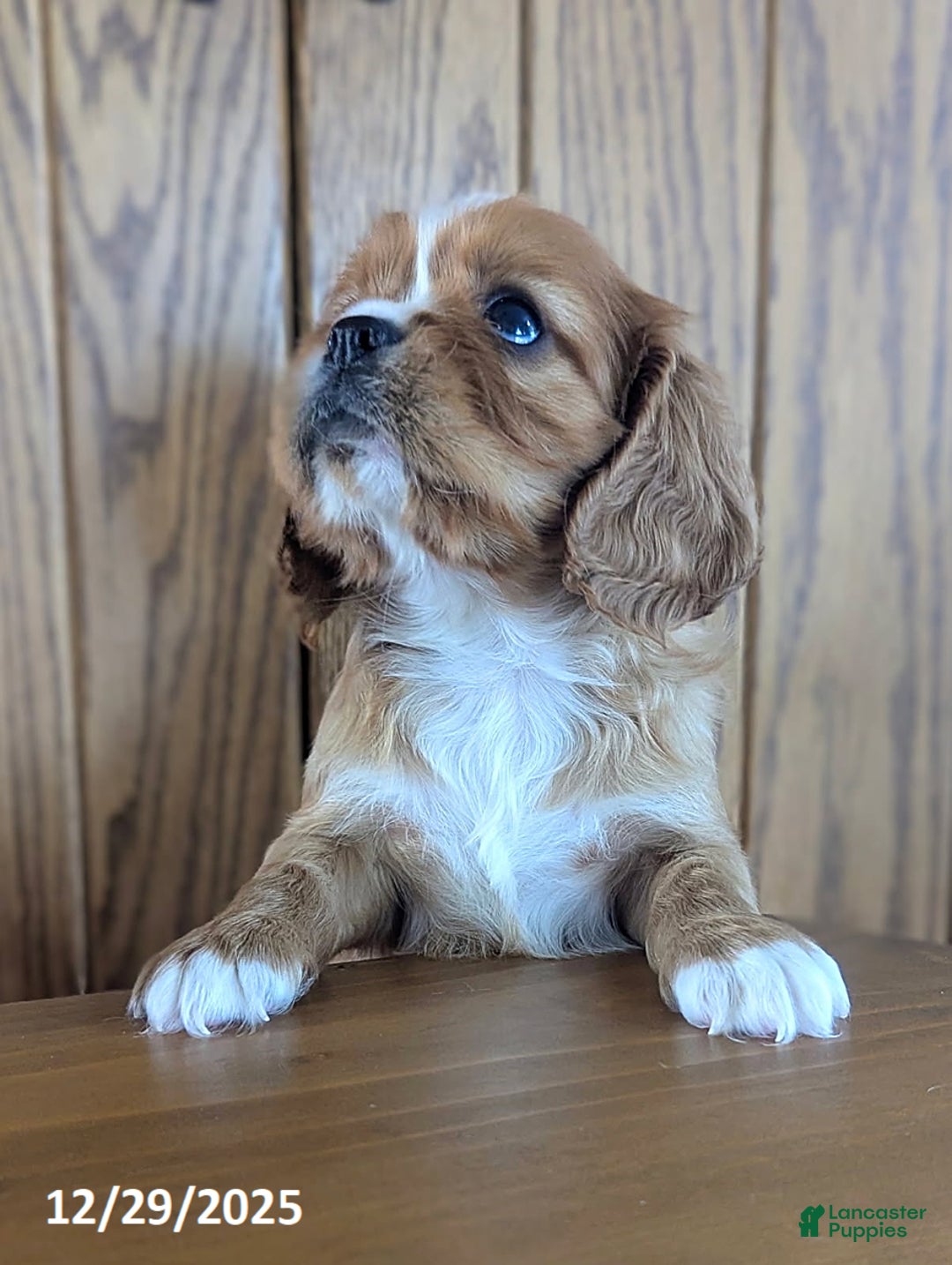 Cavalier King Charles Spaniel dogs for sale: Cody - Ad 5