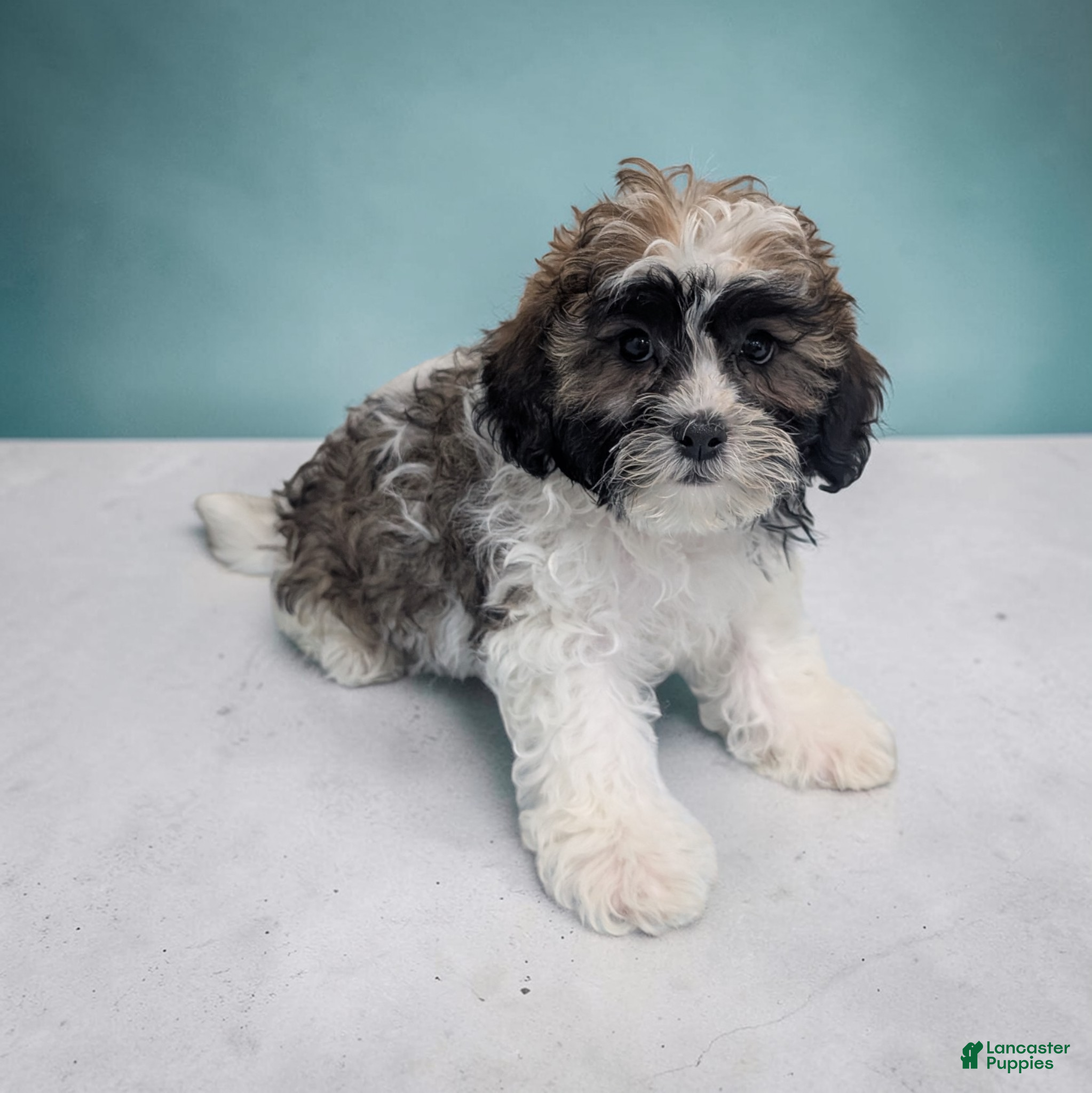 Shihpoo dogs Rocky - Ad 1