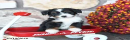 Mini Bernedoodle dogs for sale: Trixie - Ad 4
