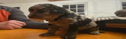 Mini Aussiedoodle dogs for sale: Caramel - Ad 16