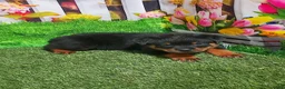 Rottweiler dogs for sale: Maverick - Ad 3