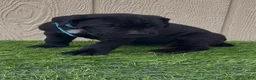 Cane Corso dogs for sale: Lotus  - Ad 5