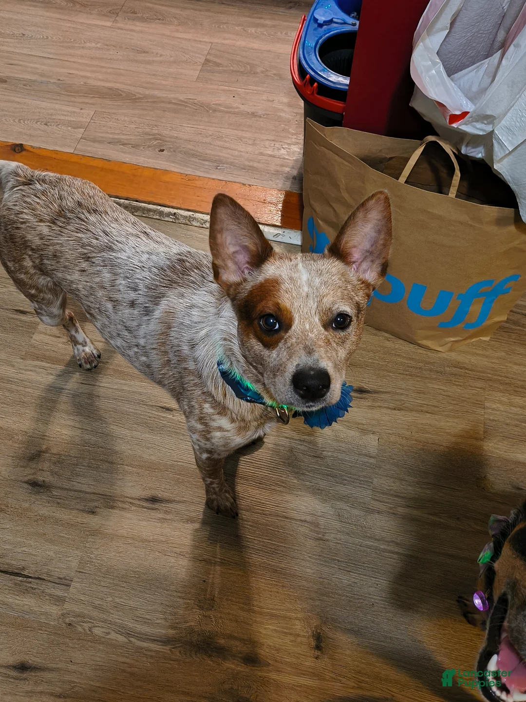 Australian Cattle Dog dogs for stud: STUD SERVICE $500 - Ad 16