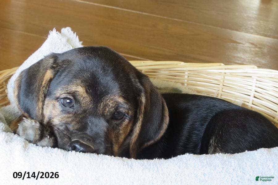 Mixed Breed dogs Precious - Ad 2