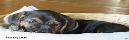 Mixed Breed dogs for sale: Precious - Ad 2