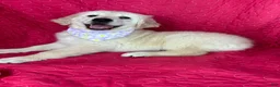 Golden Retriever dogs for sale: Gracie - Ad 4