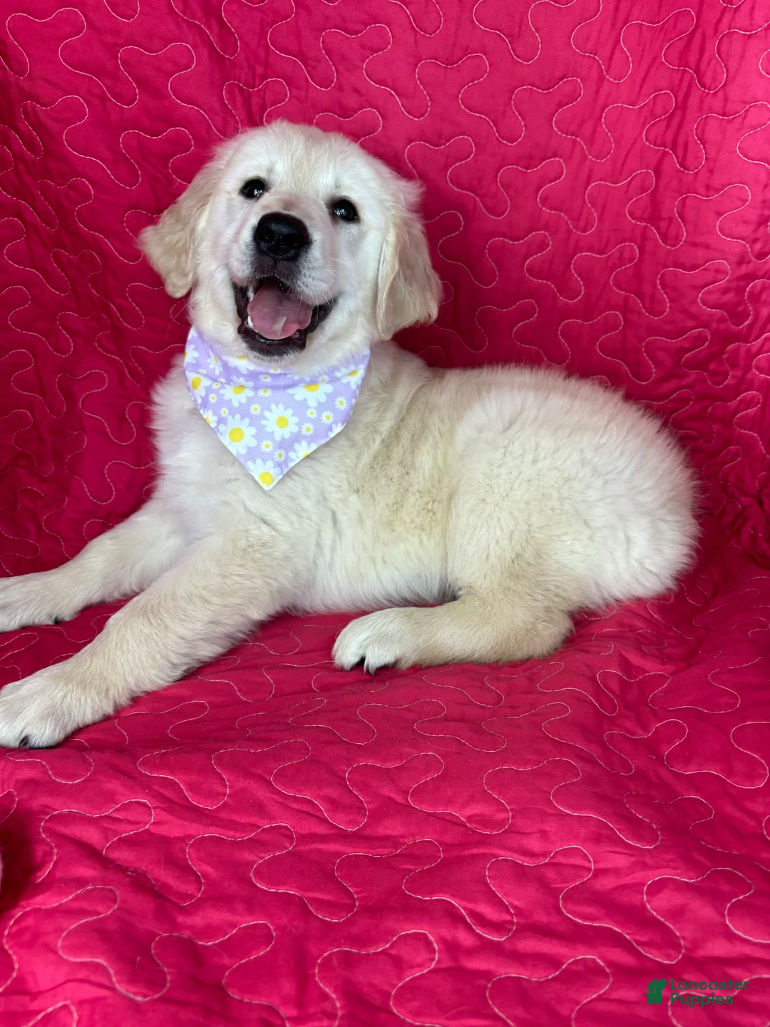 Golden Retriever dogs for sale: Gracie - Ad 4