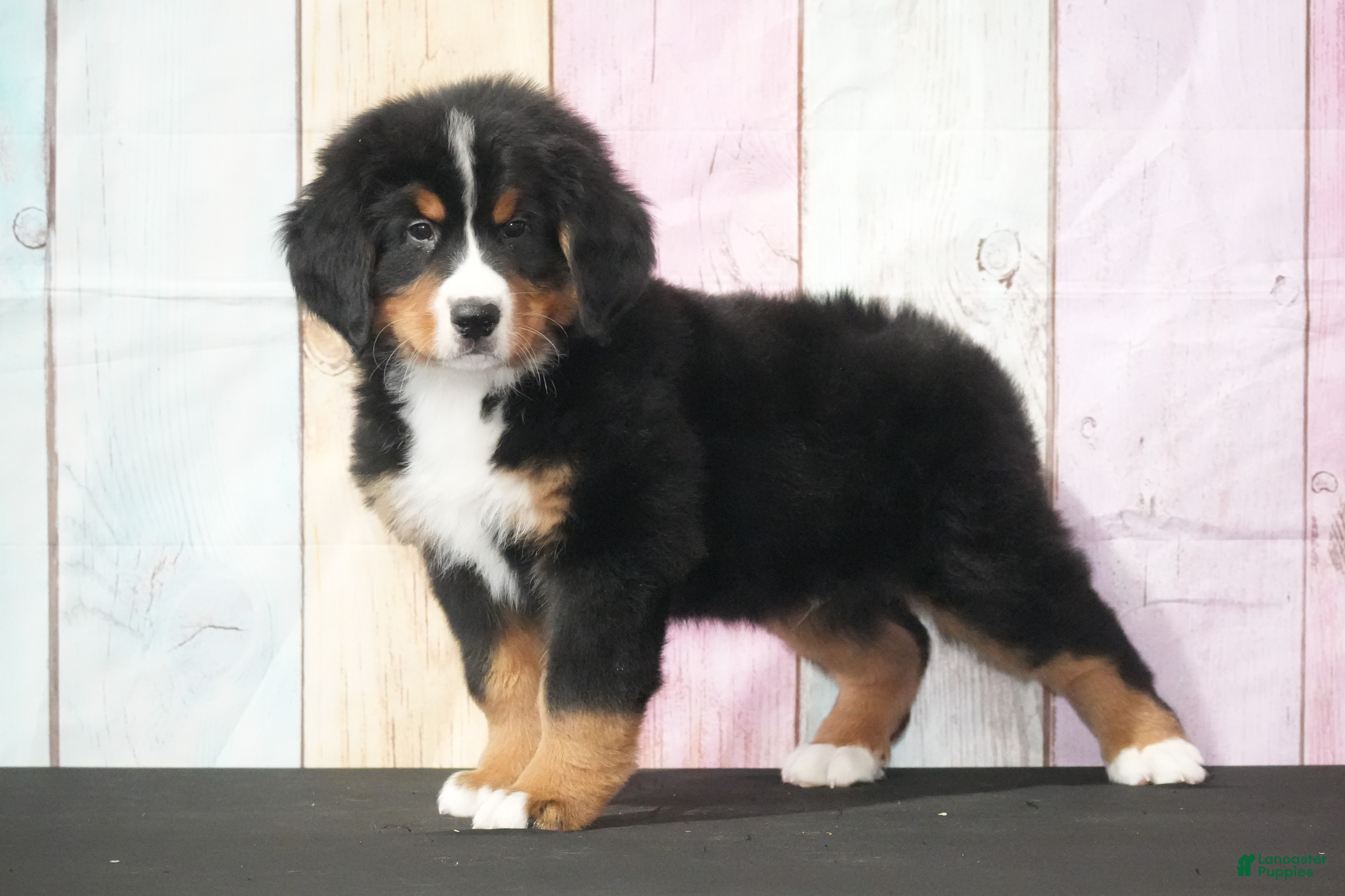 Bernese Mountain Dog dogs Bernese Mountain Dog Puppy 2 - Ad 28