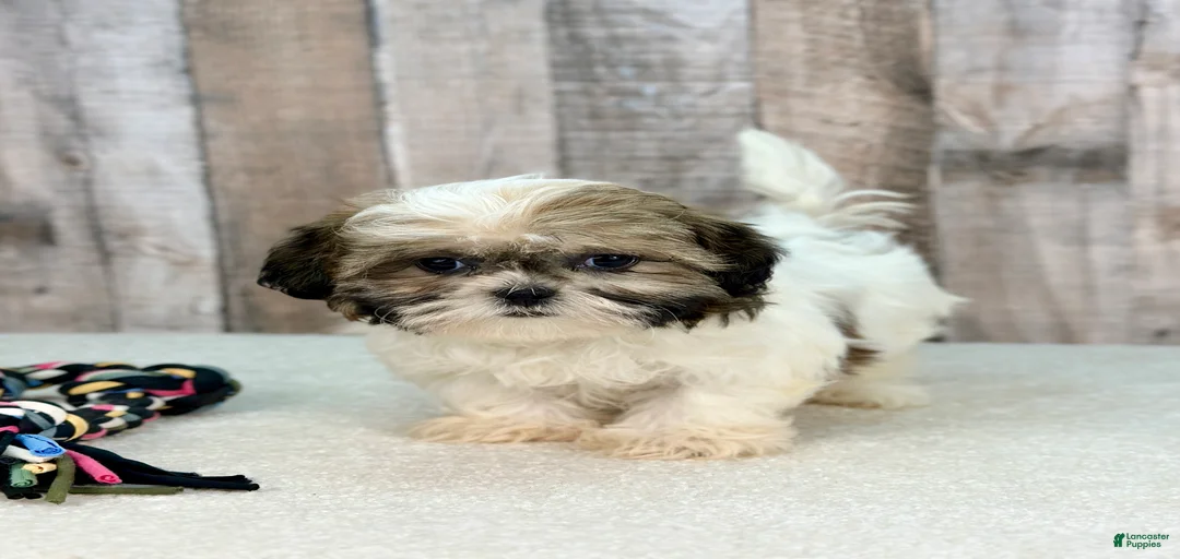 Gallery Image {{count}}