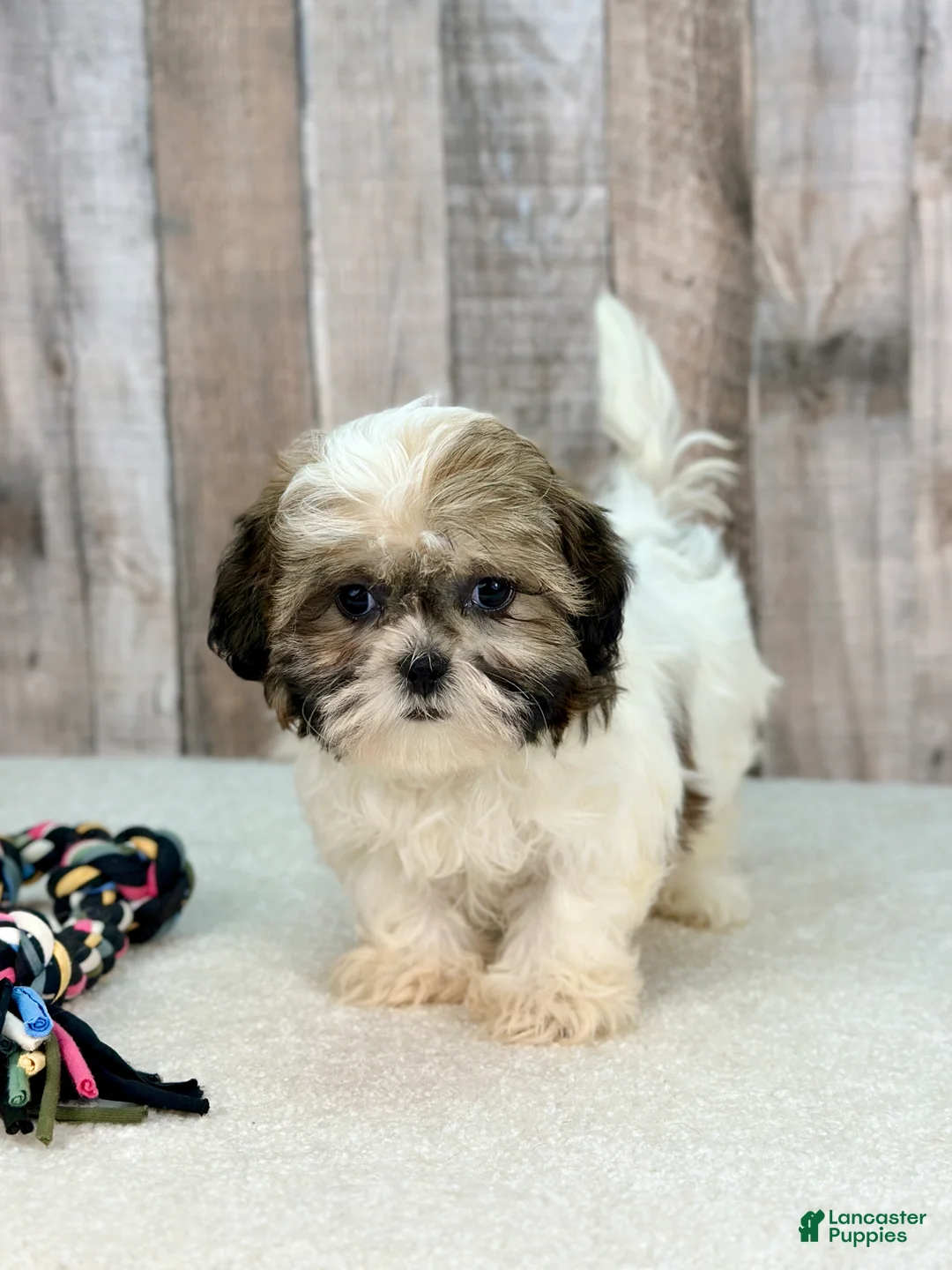 Gallery Image {{count}}