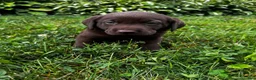 Labrador Retriever dogs for sale: Briar - Ad 7