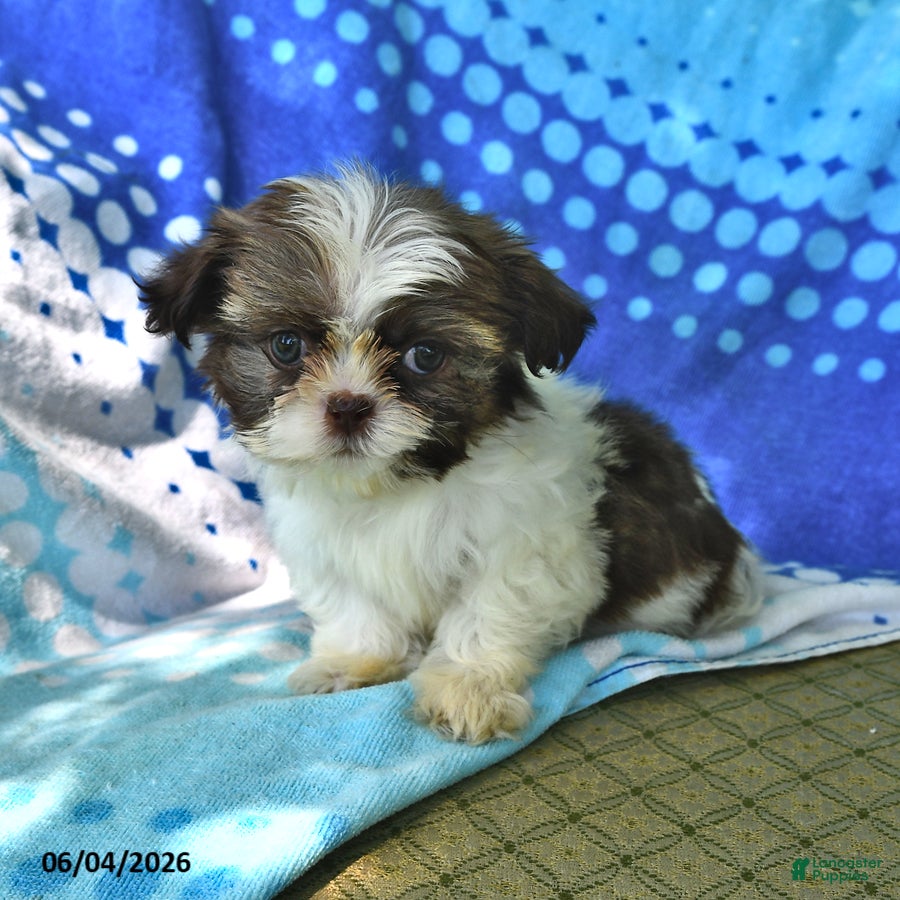 Shih Tzu dogs Lorraine - Ad 1