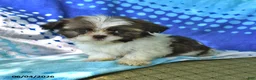Shih Tzu dogs for sale: Lorraine - Ad 3