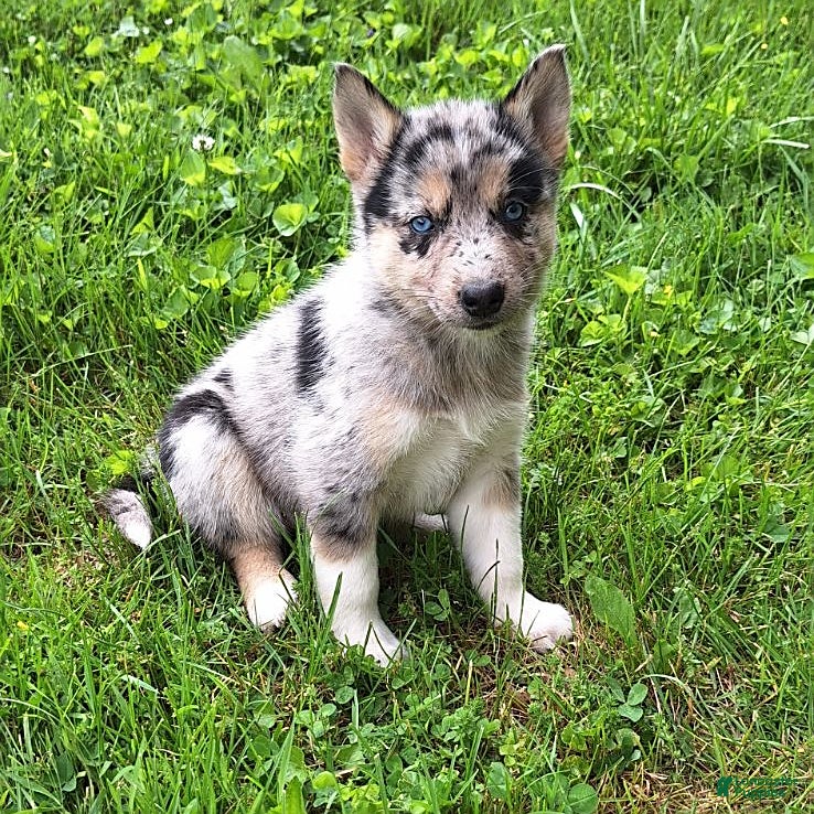Siberian Husky Mix German Shepherd Shiba Gerberian Shepsky Puppies - Main Image