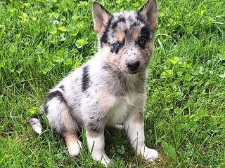 Lab Shepsky Gerberian Shepsky Puppies for sale | Lancaster Puppies