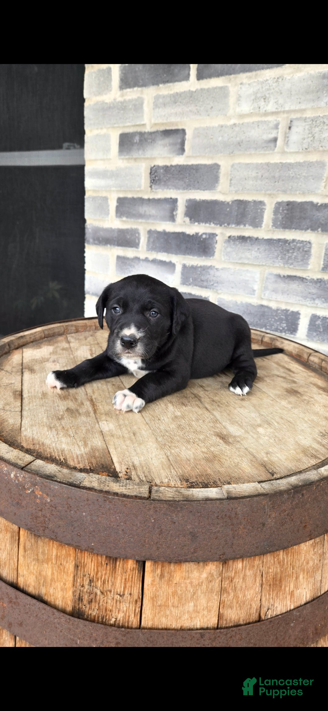 Mixed Breed dogs Mixed Breed Puppy 2 - Ad 2
