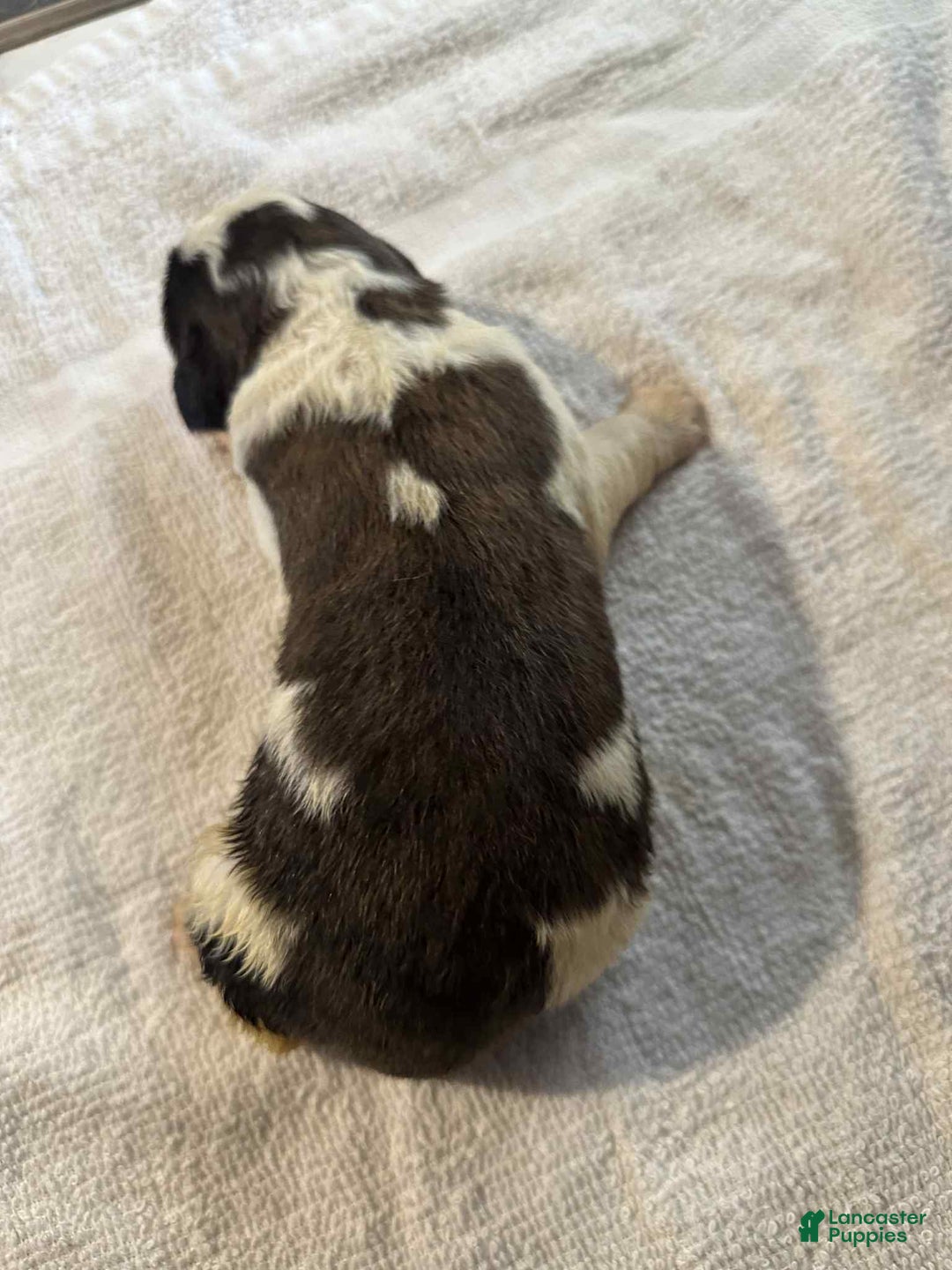 Saint Bernard dogs for sale: Puppy 8 - Ad 2