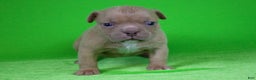 American Bully dogs for sale: Lilac Male - Ad 3