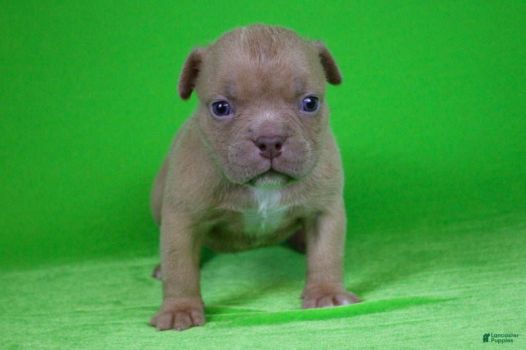 American Bully dogs for sale: Lilac Male - Ad 3