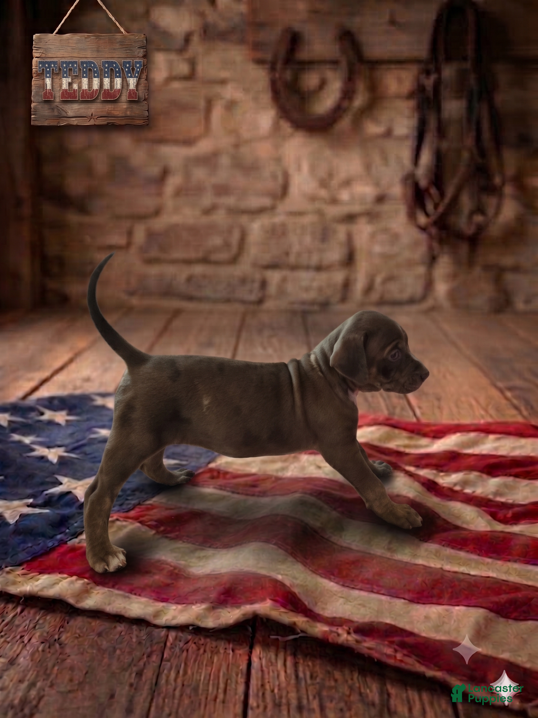 Catahoula Leopard Dog dogs Teddy - Ad 2