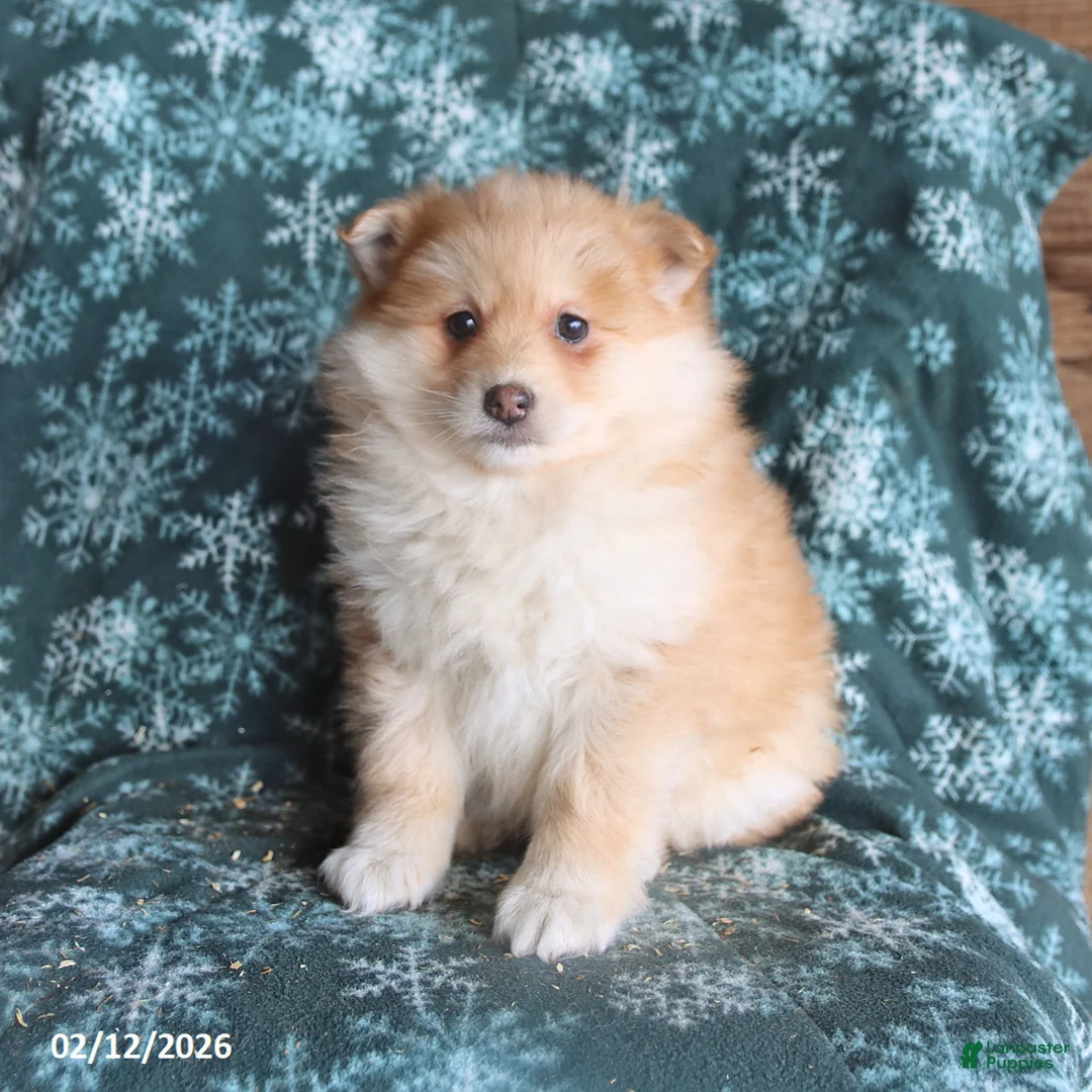 Pomsky dogs for sale: Lincoln - Ad 3