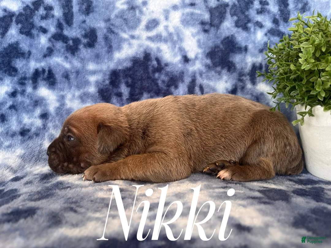 Cane Corso dogs for sale: Nikki - Ad 27