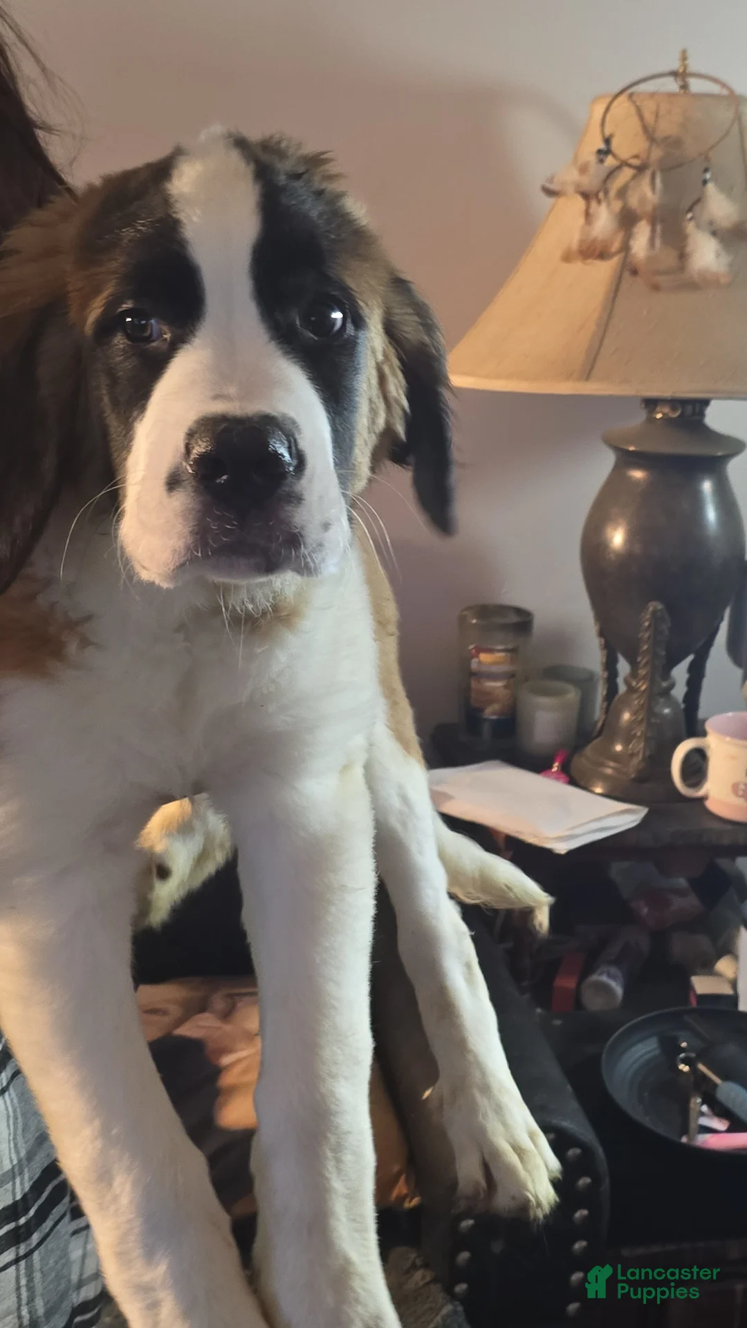 Saint Bernard dogs for sale: Saint Bernard Puppy 1 - Ad 2