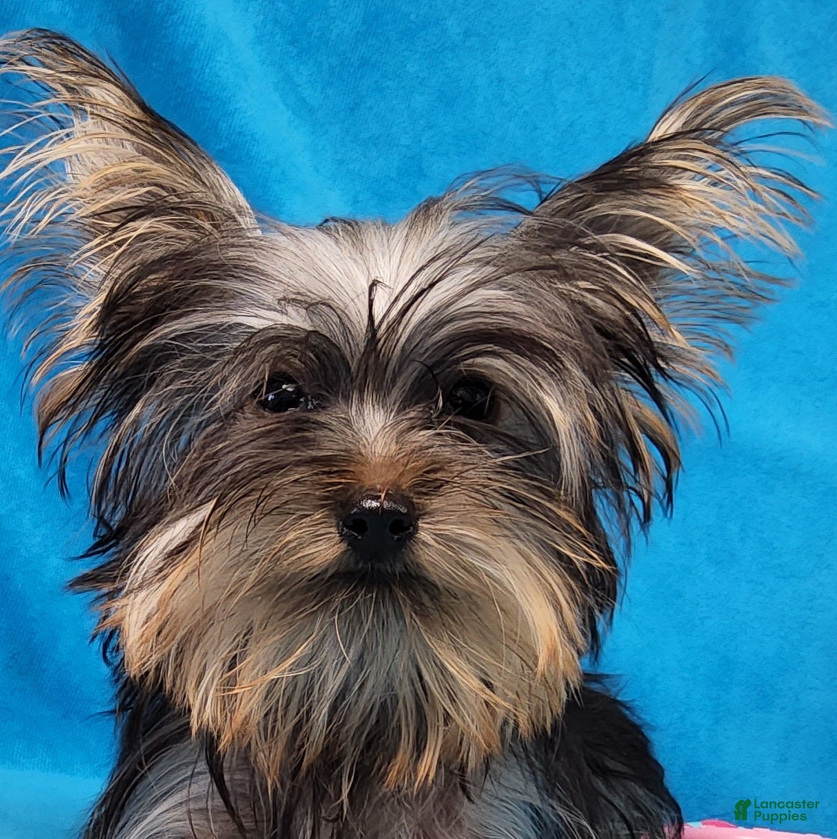 Yorkshire Terrier dogs Dynamite Zenith - Ad 1