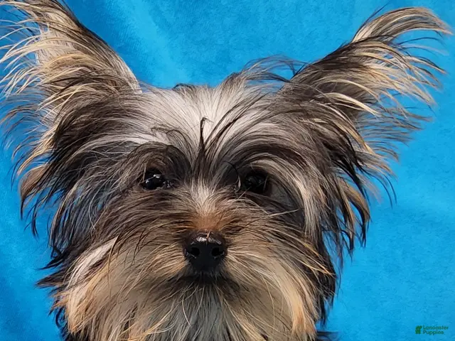 Yorkshire Terrier dogs for sale: Dynamite Zenith - Ad 1