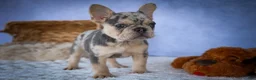 French Bulldog dogs for sale: Tinsley🎀 - Ad 14