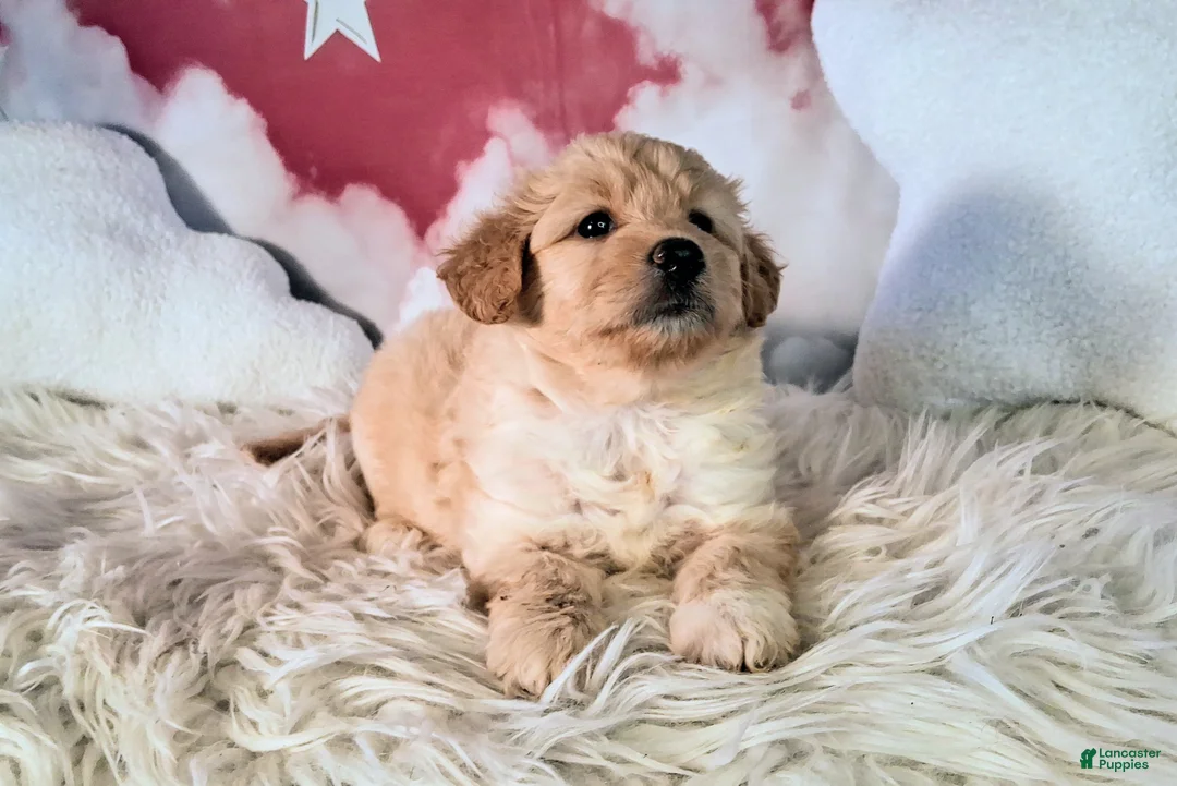 Mixed Breed dogs for sale: Mia💗Petite Golden Sheltie Doodle - Ad 2
