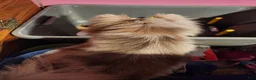 Pomchi dogs for sale: Pomchi Puppy 1 - Ad 10